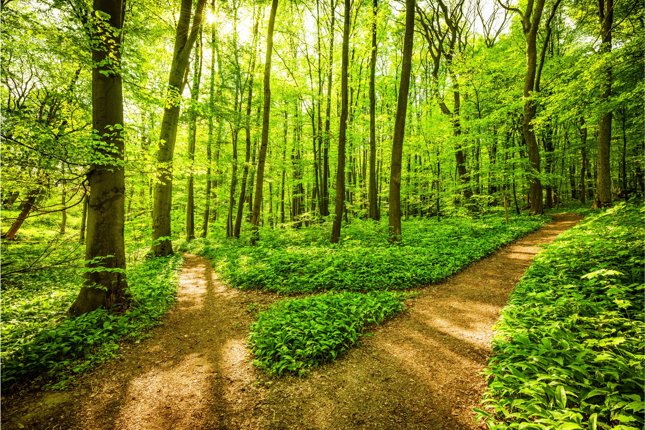 Woodland Path
